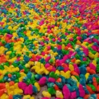 جوجه رنگی۵۵۰۰۰۰۰