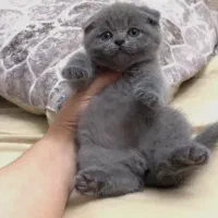 اسکاتیش شرت هیر /مو مخملی چشم جغدی/۲ماهه|گربه|تهران, شهران شمالی|دیوار