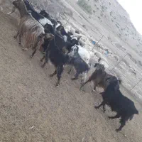 بز وبزغاله|حیوانات مزرعه|دره شهر, |دیوار