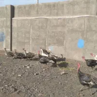 بوقلمون|حیوانات مزرعه|مشهد, نوید|دیوار