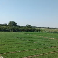زمین کشاورزی حومه هشتگرد قدیم