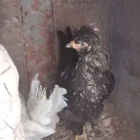 مرغ‌کاکلی‌وماشینی