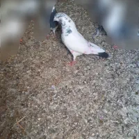 کفتر نر و ماده تهرانی