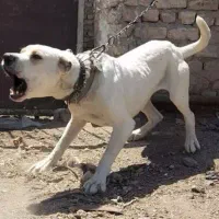 واگذاری سگ‌درشت نگهبانی افغانی