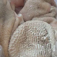 پخش الایش دامی|خوردنی و آشامیدنی|جلفا, |دیوار