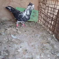 کفتر مقبول|پرنده|شاندیز, |دیوار