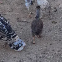 ۵عدد مرغ و یک عدد خروس و چند عدد باری در کوار|حیوانات مزرعه|کوار, |دیوار