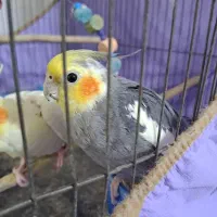 عروس هلندی جفت