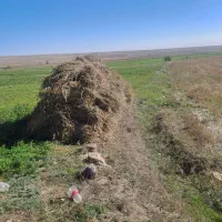 علف یونجه  برداشت سوم|عمدهفروشی|نیر (اردبیل), |دیوار