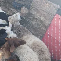 بره شیشک|حیوانات مزرعه|بیرجند, |دیوار