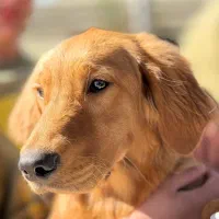 سگ گلدن رتریور|سگ|شیراز, شهرک ولیعصر|دیوار