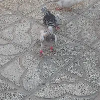 ۳ عدد هفترنگ جوانه