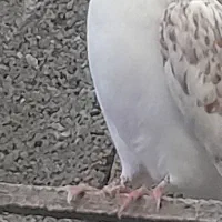 ۵عدد کبوتر پرشی خوب|پرنده|بندر انزلی, بشمن|دیوار