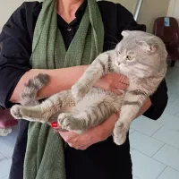 گربه نر اسکاتیش فولد سفیدطوسی بلو پوینت