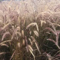 فروش گیاهان گرمسیری|خدمات باغبانی و درختکاری|جم, |دیوار