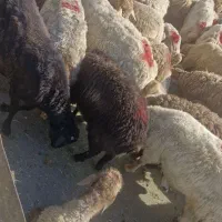 گوسفند زنده باقصاب تخفیف عید قربان