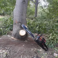 خرید چوب درخت