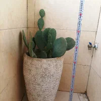 گل،گیاه،کاکتوس اپونتیا