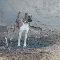 واگذاری سگ خراسانی|سگ|مشهد, کشاورز|دیوار