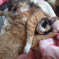 واگذاری رایگان|گربه|پردیس, فاز ۲|دیوار