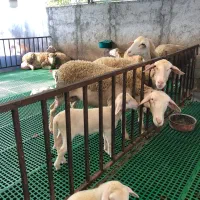 گوسفند لاکن