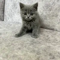 گربه بریتیش