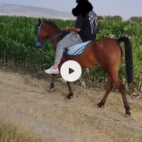 کره اسب و مادیان