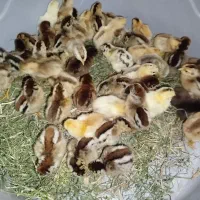 فروش تعدادی جوجه زیر مرغی