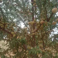 نهالستان مهندس قاسمی تولید کننده انواع نهال|خدمات باغبانی و درختکاری|آران و بیدگل, |دیوار