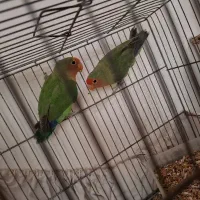 کوتوله برزیلی جفت