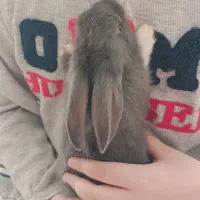 بچه خرگوش بغلی وآروم|موش و خرگوش|بانه, |دیوار