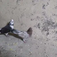 سرور|پرنده|وحیدیه, |دیوار