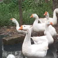 قو غاز و غاز محلی