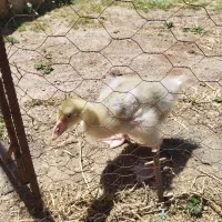 جوجه غاز|حیوانات مزرعه|سرپل ذهاب, |دیوار