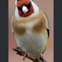 سیره مینگه