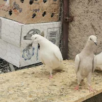 کفتر کبوتر رنگی یزدی