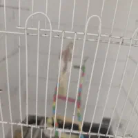 عروس هلندی|پرنده|رشت, پیرکلاچای|دیوار