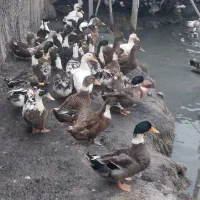 ۷۰۰عدد اردک پکنی ۵ماهه سنگین وزن