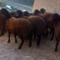 هترو ماده ۱۲راس همو نر یک راس