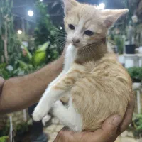 گربه نارنجی بریتیش دو رگه