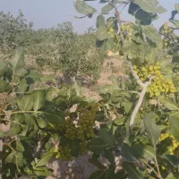 باغ پسته بارده