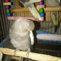 عروس هلندی جوجه