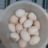 تخم مرع محلی تازه