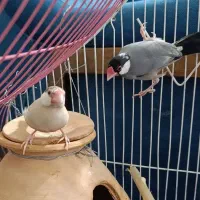 جفت فنچ نرگسی