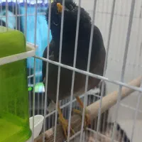 مرغ مینا درجه یک