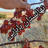 نهالهای سالم و پربار ازنهالستان دارای لیبل معتبر|خدمات باغبانی و درختکاری|محمدشهر, محمدشهر|دیوار