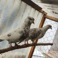 کبوتر|پرنده|خرمآباد (تنکابن), |دیوار