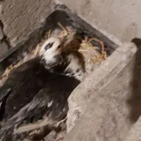 اردک اسراییلی ،جوجه