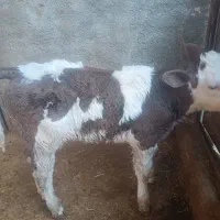 گوساله ماده