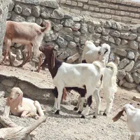 چند عدد بز پاکستانی|حیوانات مزرعه|شیروان (خراسان), |دیوار